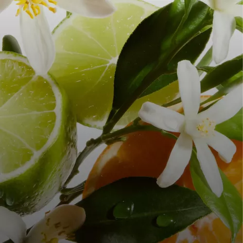 California Splash fragrancia com notas citricas e florais de Blond Absolu