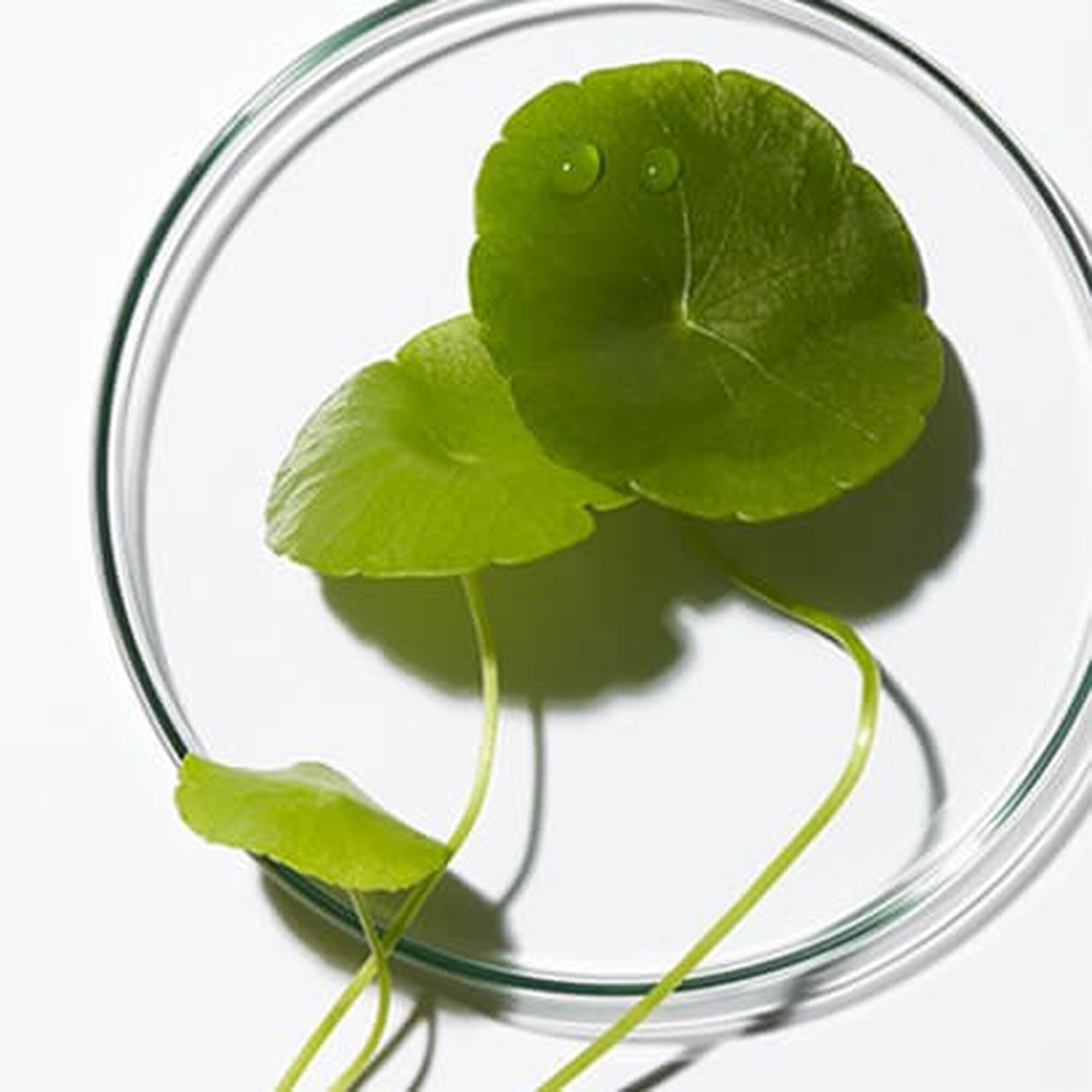 Centella Asiatica