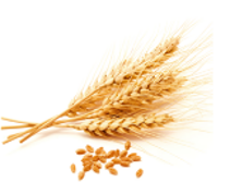 Proteína de Trigo Proteína de Trigo Ingrediente