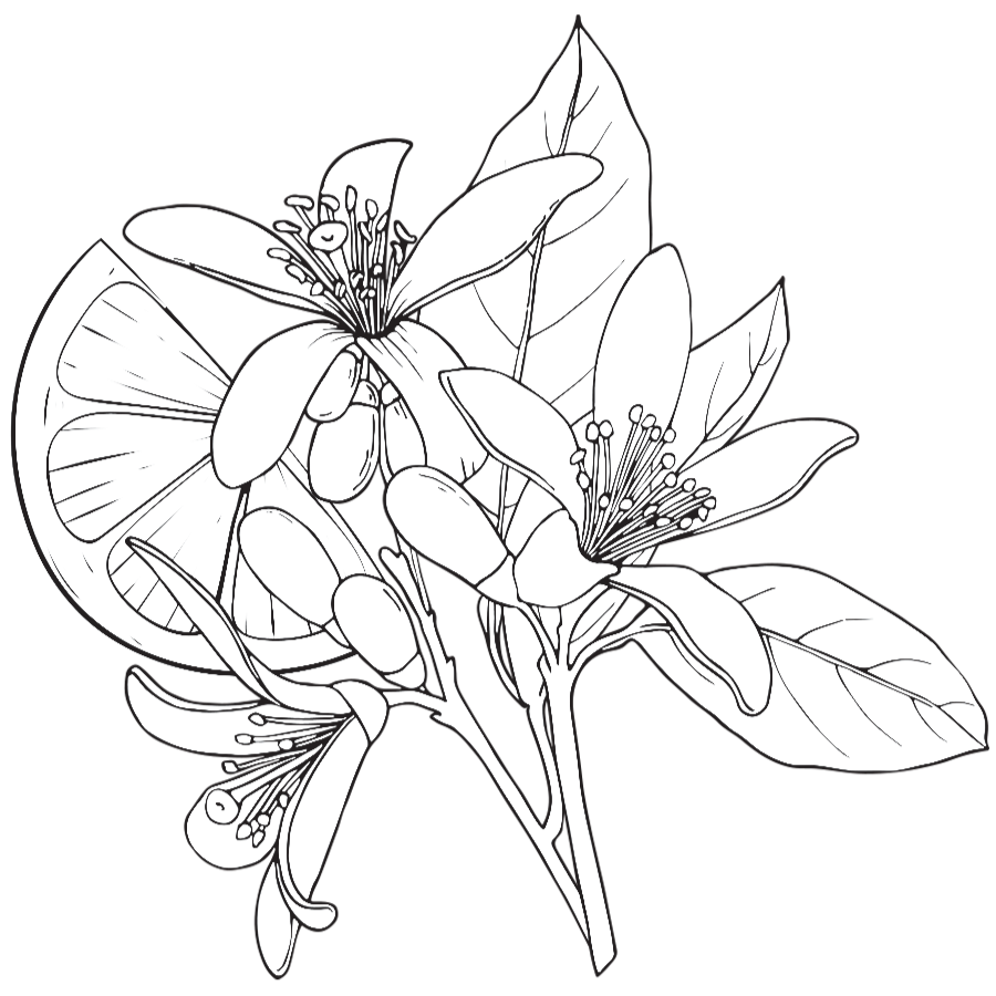 Fragrância Floral
