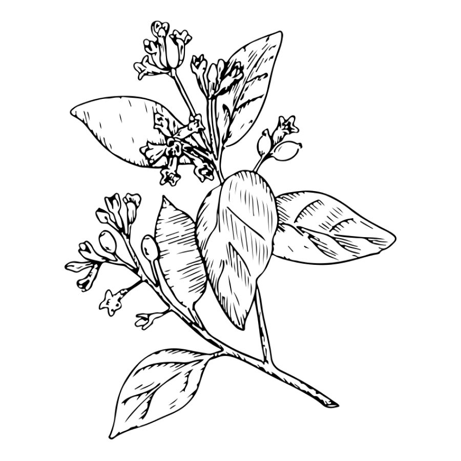 Fragrância de Baunilha e Sândalo