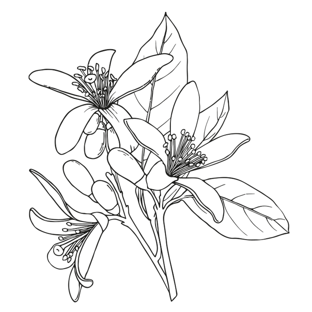 Fragrância Principal Chroma Absolu