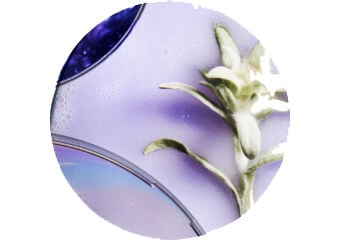 Flor de Edelweiss
