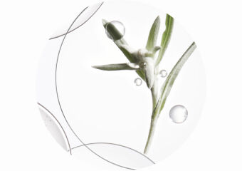 Flor de Edelweiss