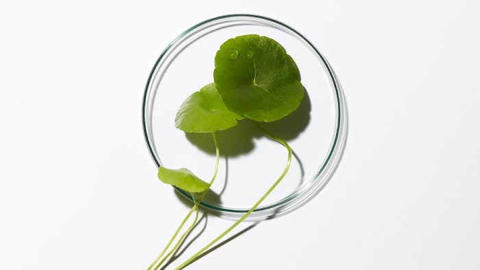 Kérastase usa ingredientes sustentáveis Kérastase é uma empresa sustentável que usa ingredientes sustantáveis