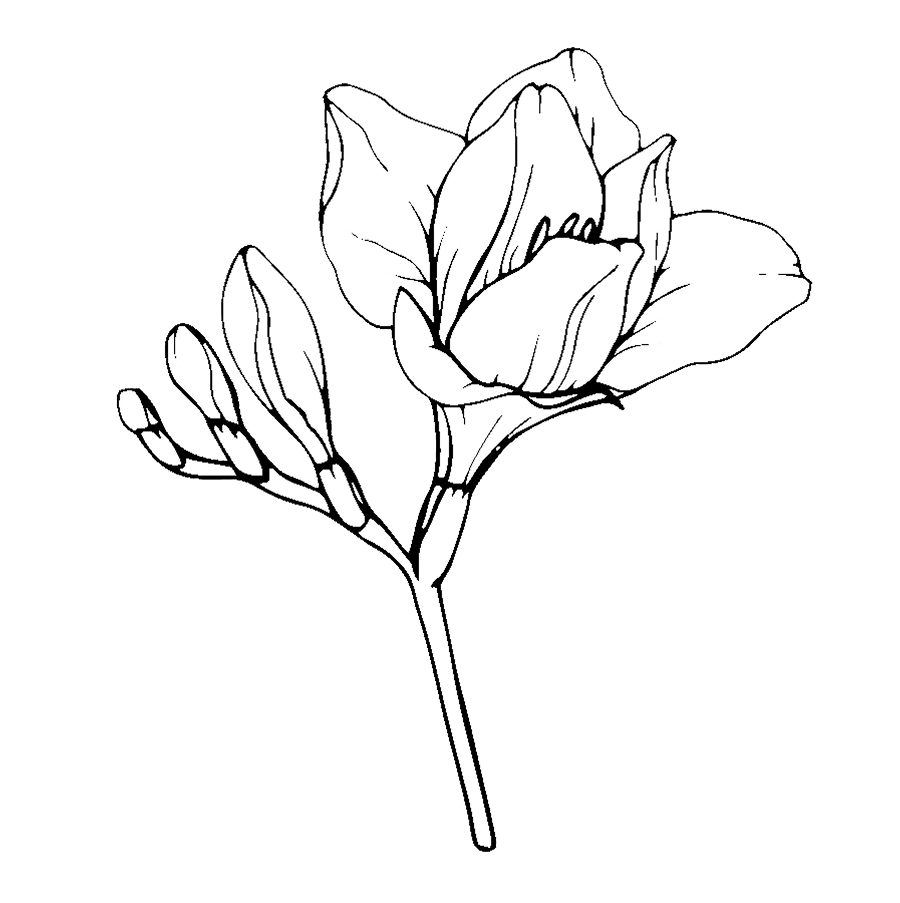 FREESIA